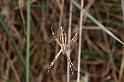 Argiope_syrmatica_D3514_Z_89_Karinji NP_Australie